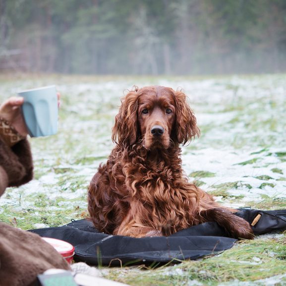 Dog on mattress