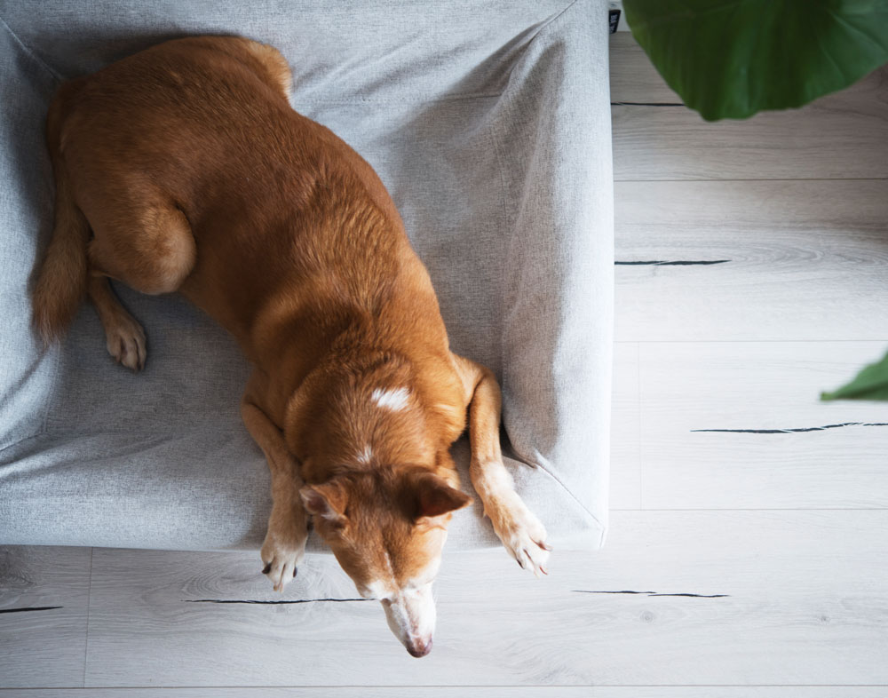 Hund i Bia Bed