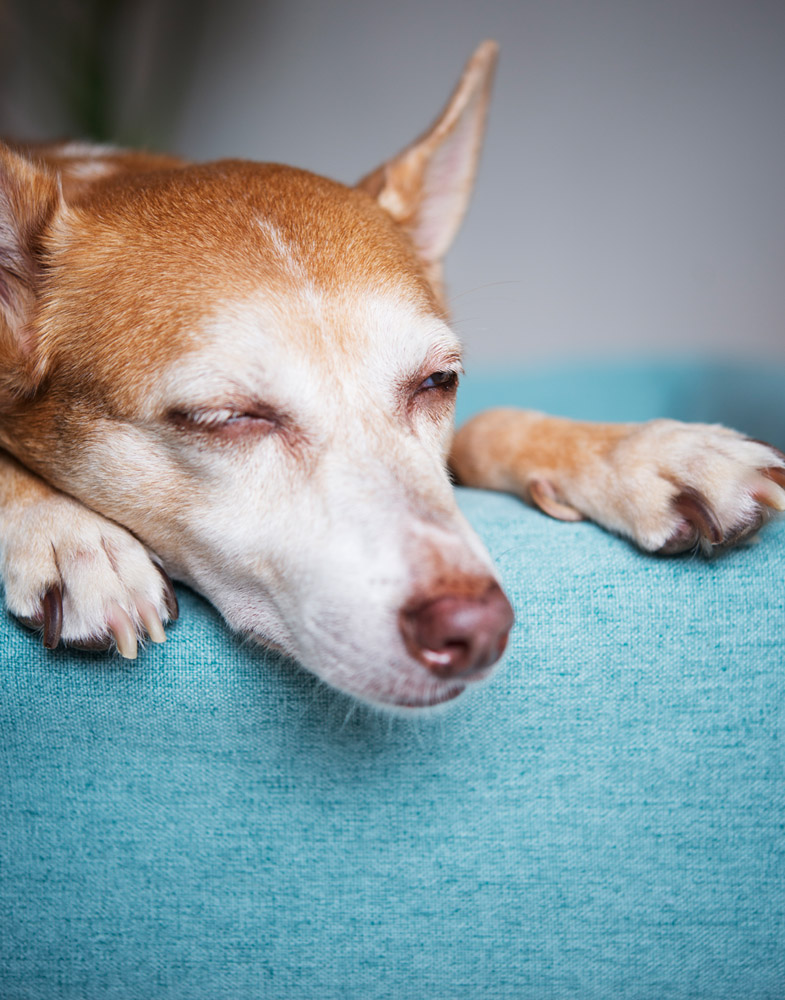 Hund i Bia Bed