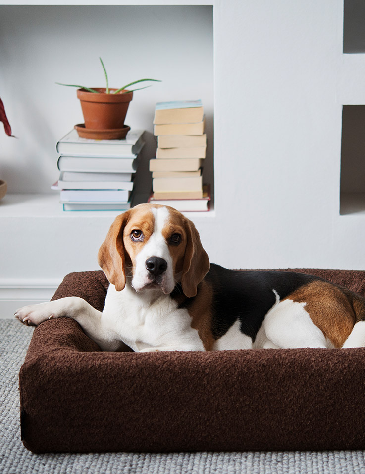 Beagle i Bia Bed Hundbädd